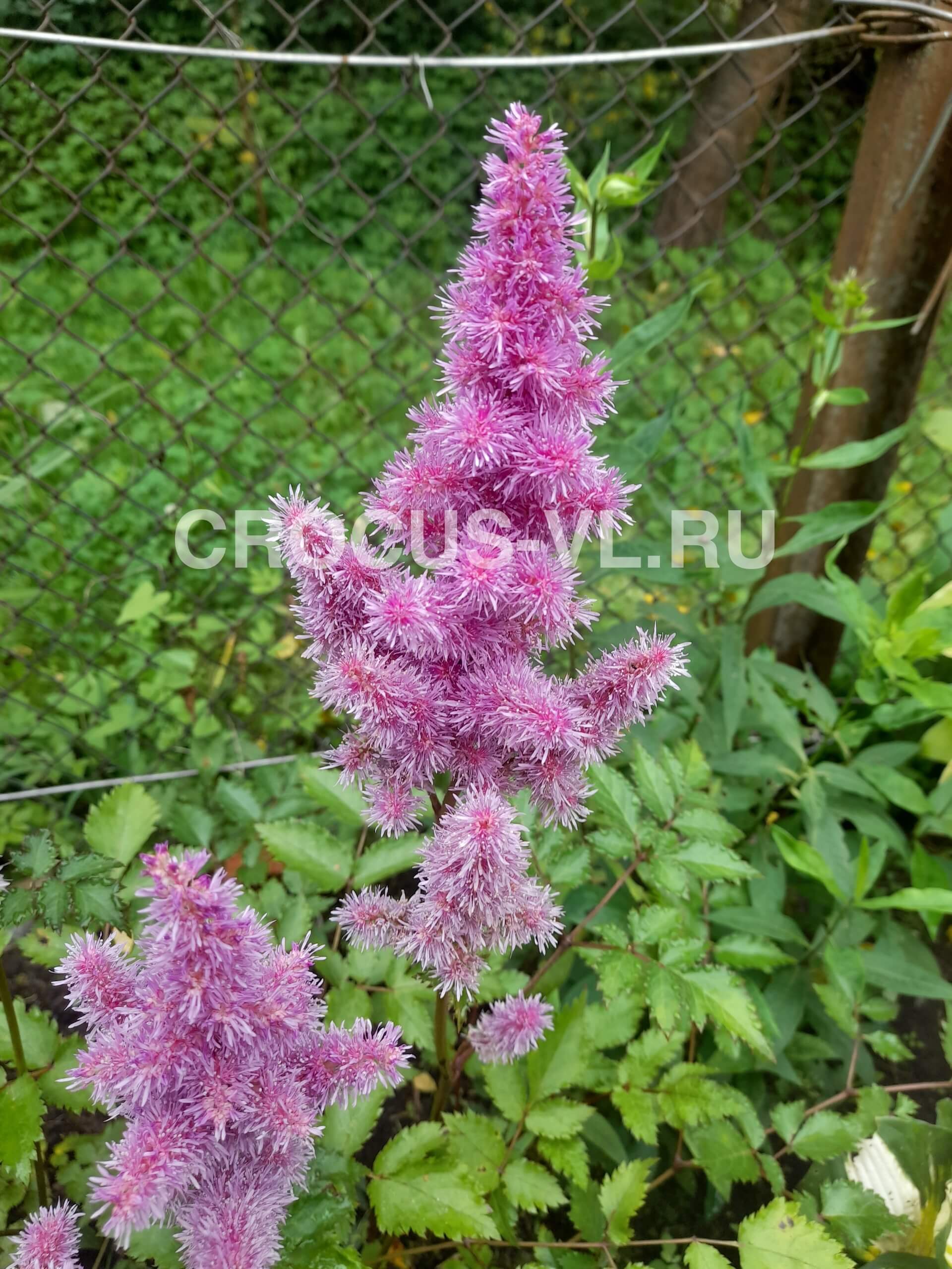 Астильба китайская «Heart and Soul»